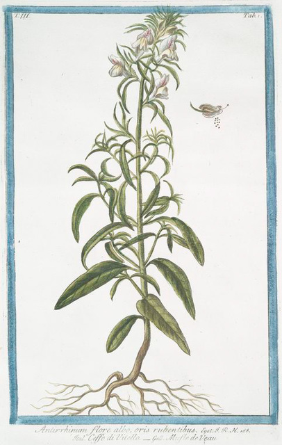 Antirrhinum flore albo oris rubentibus Ceffo di Vitello Musle