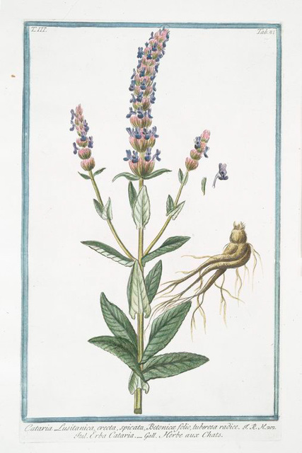 Plantago alpina, Veratri folio, spica alba, radice tuberosa, perenne ...