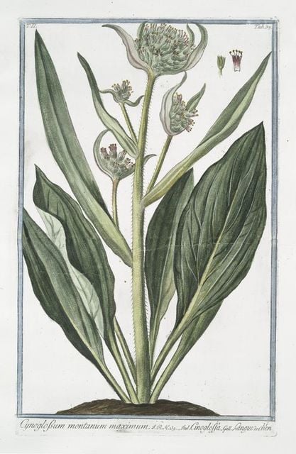 Lilium, Floribus Reflexis, Montanum, Flore Carneo = Martagone Salvatico 