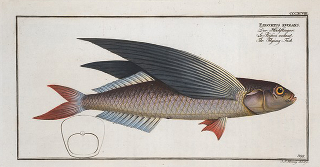 Exocoetus evolans, The Flying-Fish. - PICRYL - Public Domain Media