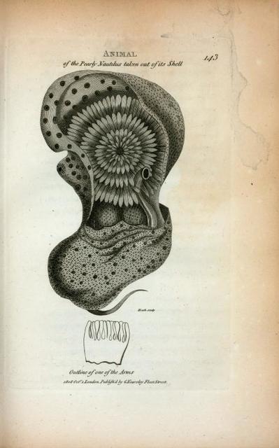 Animal of the Pearly Nautilus taken out of its Shell; Outline of one of