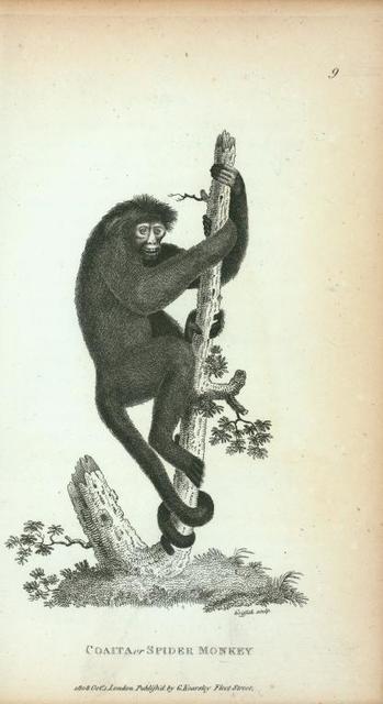 Image result for giant monkey