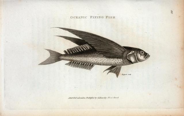 flying fish illustration