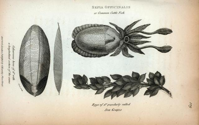 dissected sepia officinalis