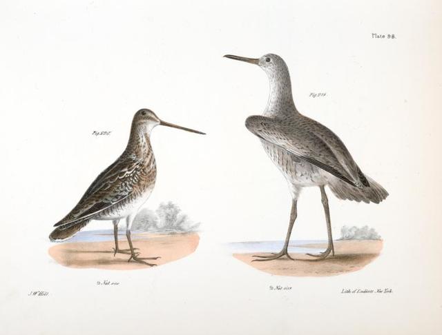 219. The Willet (Totanus semipalmatus). 220. The American Snipe (Scolopax  wilsoni). - PICRYL - Public Domain Media Search Engine Public Domain Search