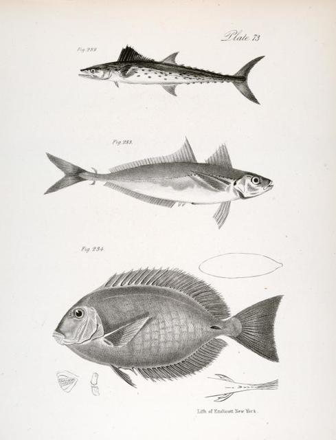PILOT FISH, SILVERSIDE & SERIOLE fish print