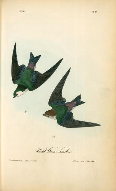 vintage bird illustration public domain