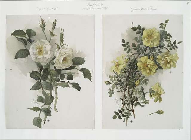 Two Christmas prints entitled 'white rose #2' and 'yellow scotch