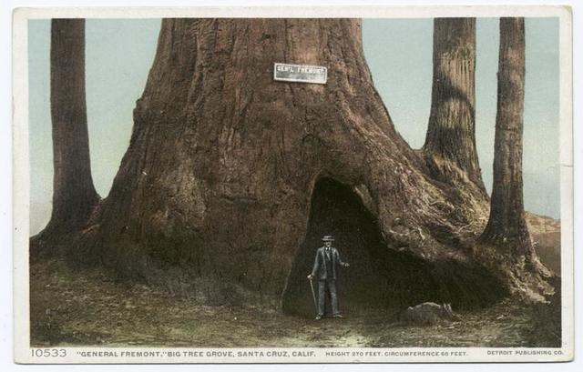 Gen. Fremont Big Tree Grove Santa Cruz Calif. NYPL s Public