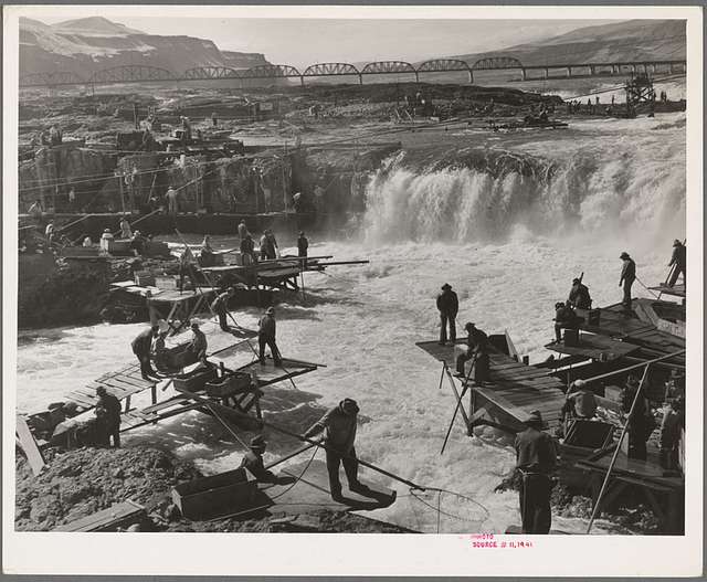 Fishing with a Dip-net at Celilo Falls - 1942