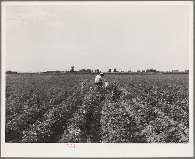 A 6 year old Japanese American boy … – License image – 71179249 ❘ lookphotos