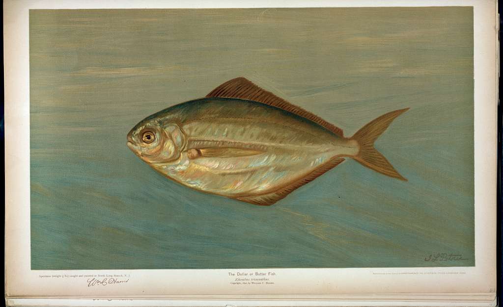 Fishing Frog, or Common Angler, Lophius Piscatorius - NYPL Digital  Collections