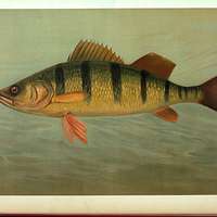 The Eastern or Banded Pickerel, Lucius reticulatus. - NYPL's